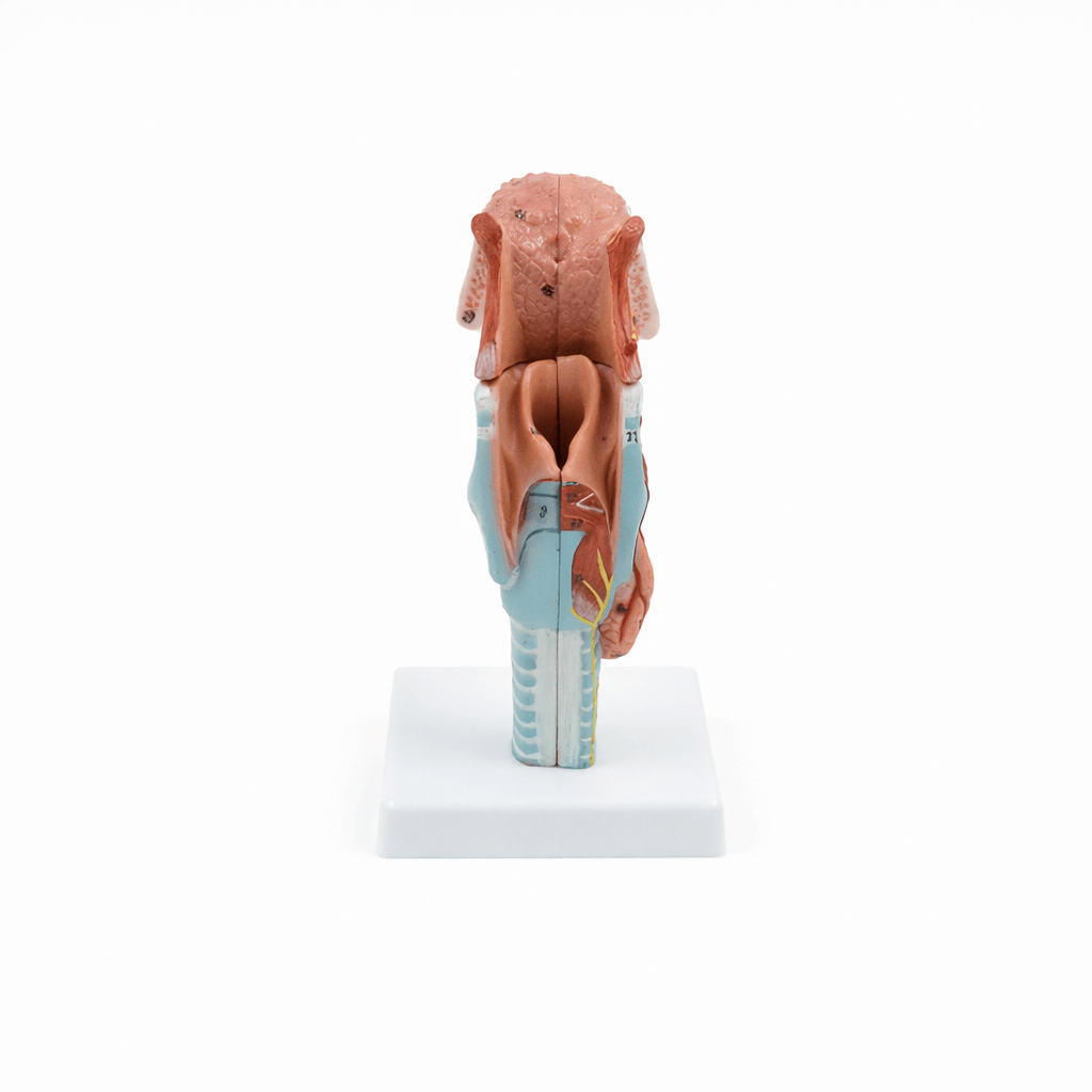 DS-50447 - Tongue and Larynx Model, 5 Parts Tongue and Larynx Model, 5 Parts