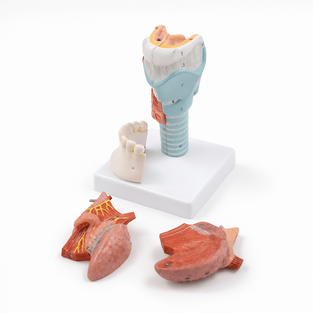 DS-50447 - Tongue and Larynx Model, 5 Parts Tongue and Larynx Model, 5 Parts