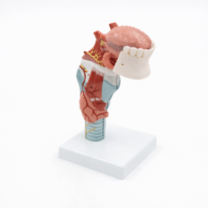 Tongue and Larynx Model, 5 Parts
