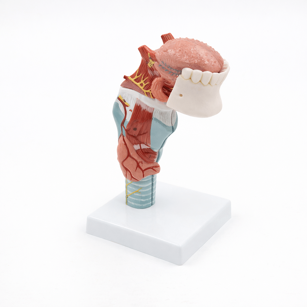DS-50447 - Tongue and Larynx Model, 5 Parts Tongue and Larynx Model, 5 Parts