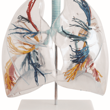 Model of the Transparent Lung Segment