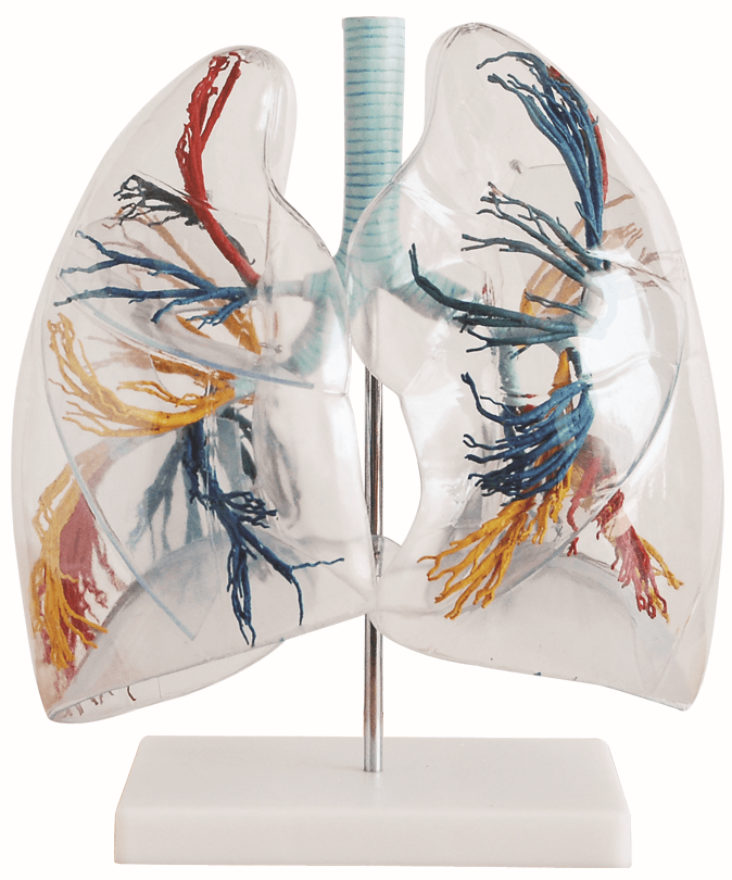DS-50448 - Model of the Transparent Lung Segment Model of the Transparent Lung Segment