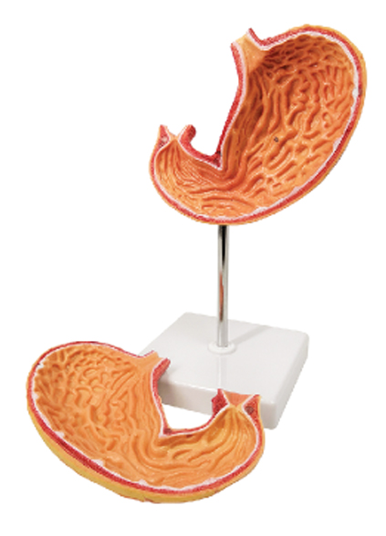 DS-50459 - Stomach Sectional Anatomy Model, Life Size, 2 Parts Stomach Sectional Anatomy Model, Life Size, 2 Parts
