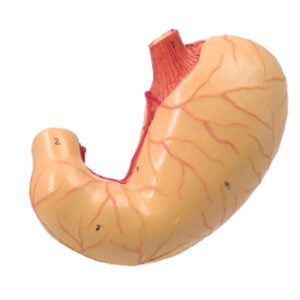 Stomach Sectional Anatomy Model, Life Size, 2 Parts