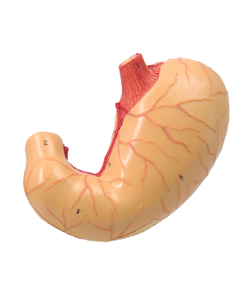DS-50459 - Stomach Sectional Anatomy Model, Life Size, 2 Parts Stomach Sectional Anatomy Model, Life Size, 2 Parts