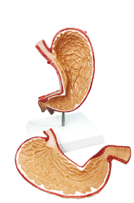 DS-50460 - Stomach Model (1.5x Enlarged), 2 Parts Stomach Model (1.5x Enlarged), 2 Parts