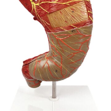 Stomach Model (1.5x Enlarged), 2 Parts