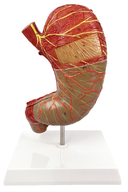 DS-50460 - Stomach Model (1.5x Enlarged), 2 Parts Stomach Model (1.5x Enlarged), 2 Parts