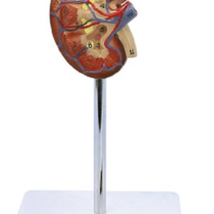 Kidney with Adrenal Gland, Life Size, 2 Parts