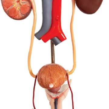 Free-Standing Male Urinary System, Life Size, 3 Parts