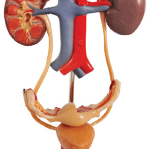 Free-Standing Female Urinary System, Life Size, 3 Parts