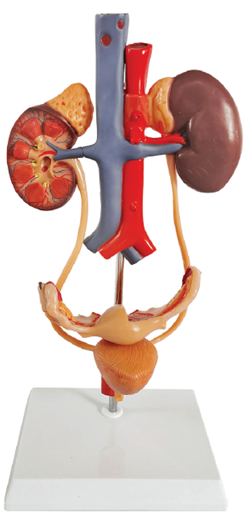 DS-50463 - Free-Standing Female Urinary System, Life Size, 3 Parts Free-Standing Female Urinary System, Life Size, 3 Parts