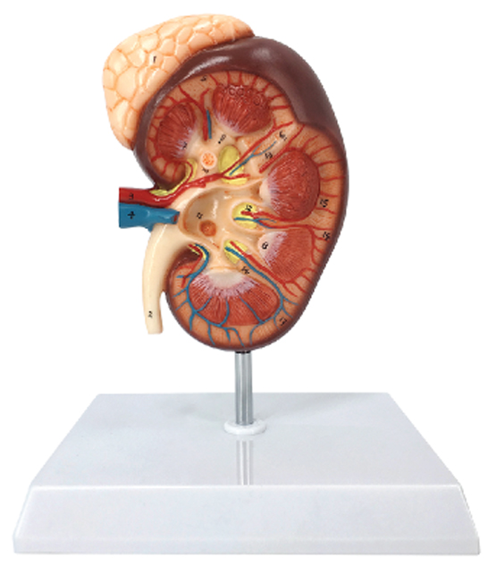 DS-50466 - Kidney with Adrenal Gland, 1.5x Enlarged, 2 Parts Kidney with Adrenal Gland, 1.5x Enlarged, 2 Parts