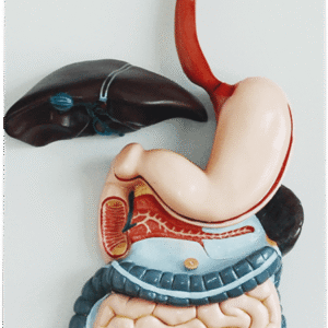 Digestive System, 3 Parts