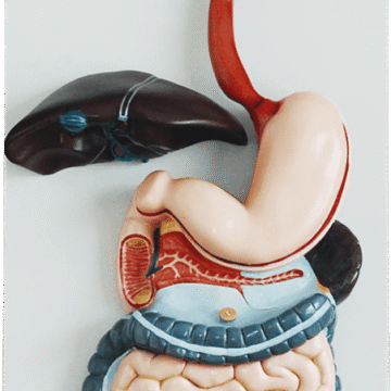 Digestive System, 3 Parts