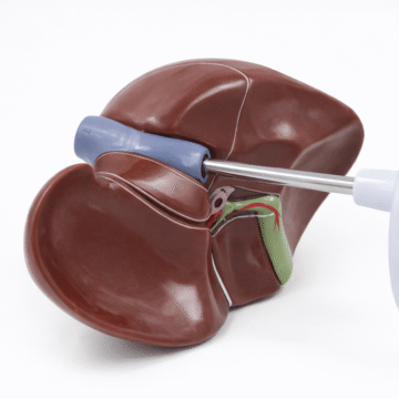 Life-Size Liver Model