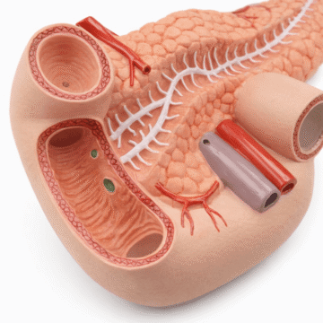 Spleen, Pancreas and Duodenum Model