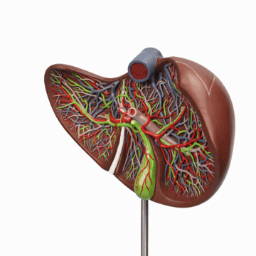 Liver Model, 1.5x Enlarged