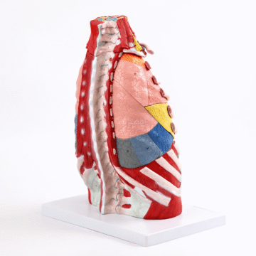 Thoracic Anatomical Model, 16 Parts