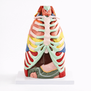 Thoracic Anatomical Model, 16 Parts