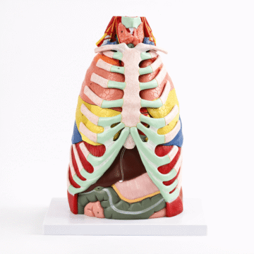 Thoracic Anatomical Model, 16 Parts