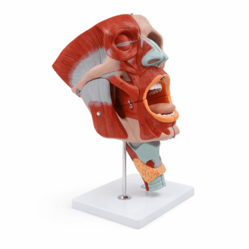 Nasopharyngeal Cavity Model (2x Enlarged), 10 Parts