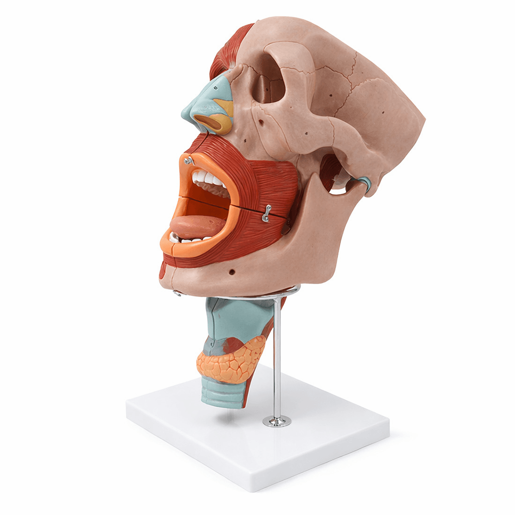 DS-50523 - Nasopharyngeal Cavity Model (2x Enlarged), 10 Parts Nasopharyngeal Cavity Model (2x Enlarged), 10 Parts