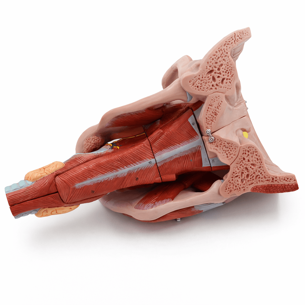 DS-50523 - Nasopharyngeal Cavity Model (2x Enlarged), 10 Parts Nasopharyngeal Cavity Model (2x Enlarged), 10 Parts