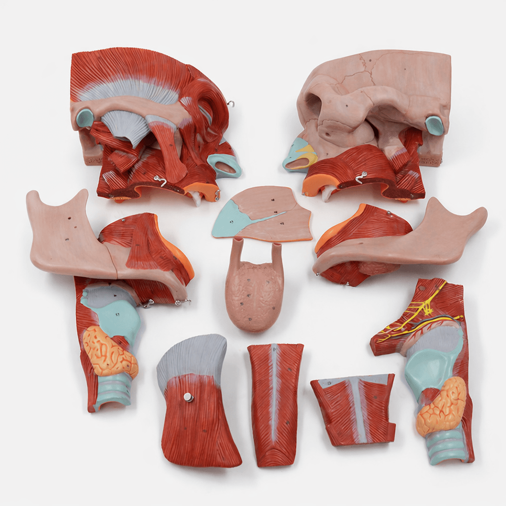 DS-50523 - Nasopharyngeal Cavity Model (2x Enlarged), 10 Parts Nasopharyngeal Cavity Model (2x Enlarged), 10 Parts