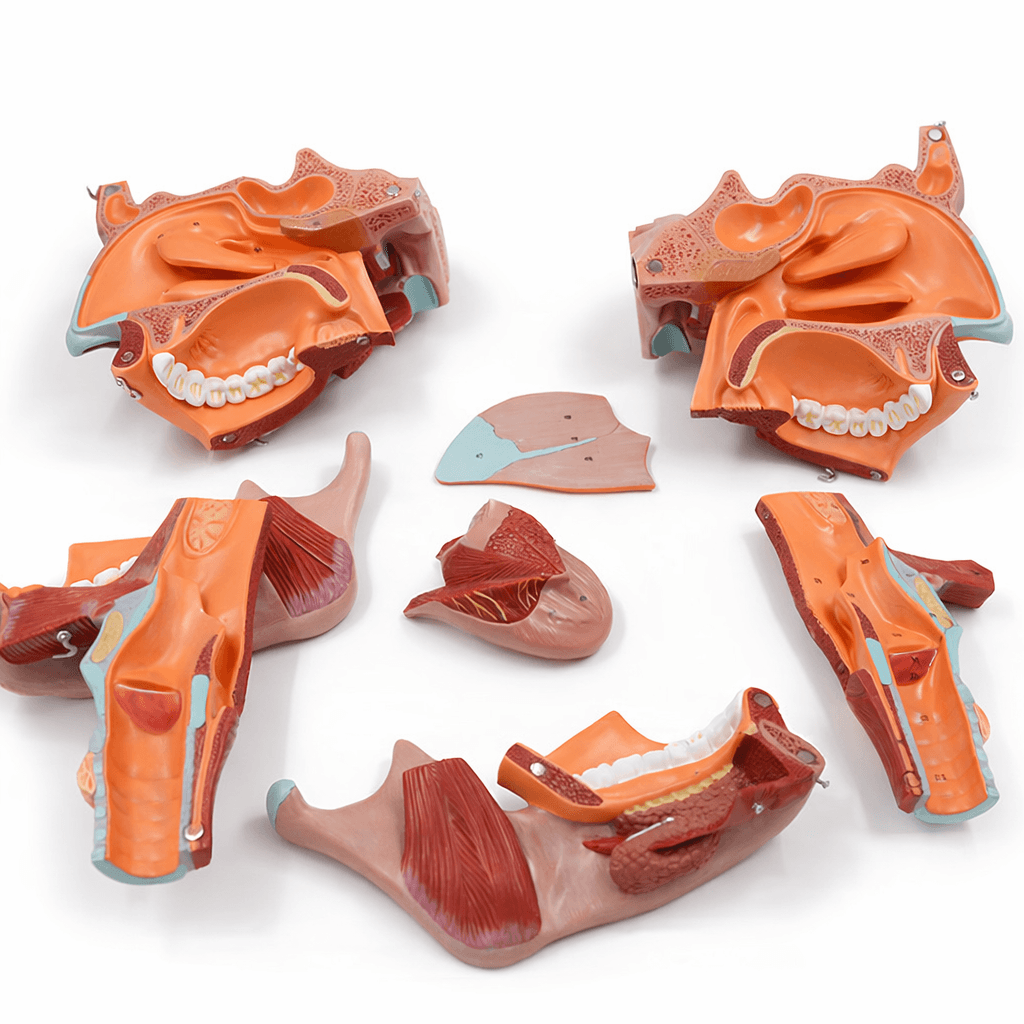 DS-50523 - Nasopharyngeal Cavity Model (2x Enlarged), 10 Parts Nasopharyngeal Cavity Model (2x Enlarged), 10 Parts