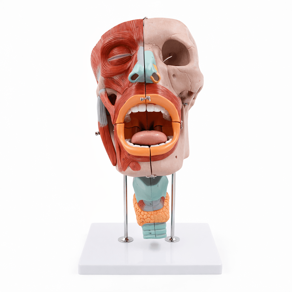 DS-50523 - Nasopharyngeal Cavity Model (2x Enlarged), 10 Parts Nasopharyngeal Cavity Model (2x Enlarged), 10 Parts