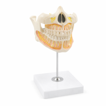 Permanent Teeth 2 Parts