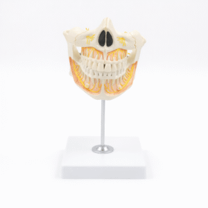 Permanent Teeth 2 Parts