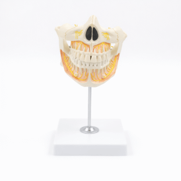 Permanent Teeth 2 Parts