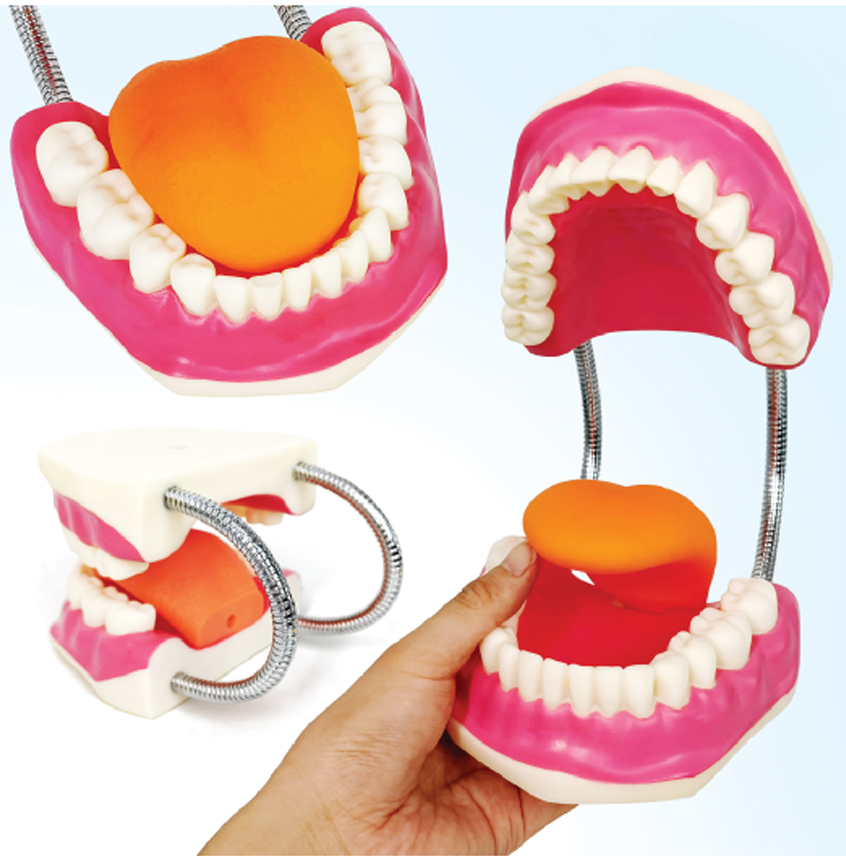 DS-50534 - Giant Dental Care Model with Enlarged Toothbrush, 3x Enlarged Giant Dental Care Model with Enlarged Toothbrush, 3x Enlarged