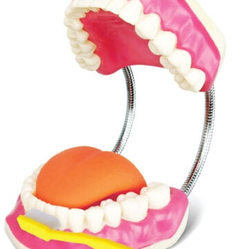Giant Dental Care Model with Enlarged Toothbrush, 3x Enlarged