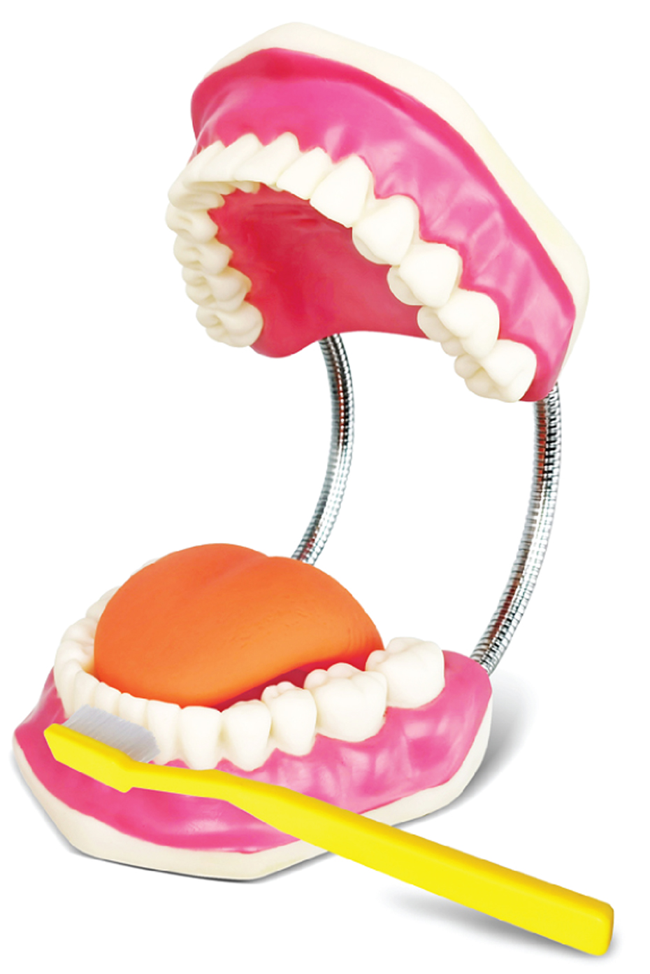 DS-50534 - Giant Dental Care Model with Enlarged Toothbrush, 3x Enlarged Giant Dental Care Model with Enlarged Toothbrush, 3x Enlarged