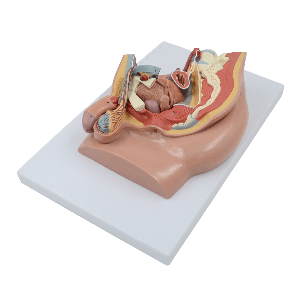 DS-50550 - Male Pelvis Median Section Model, 4 Parts Male Pelvis Median Section Model, 4 Parts