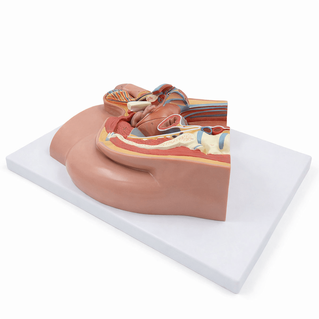 DS-50550 - Male Pelvis Median Section Model, 4 Parts Male Pelvis Median Section Model, 4 Parts