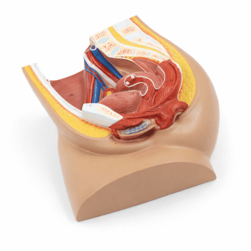 Female Pelvis Median Section Model, 2 Parts