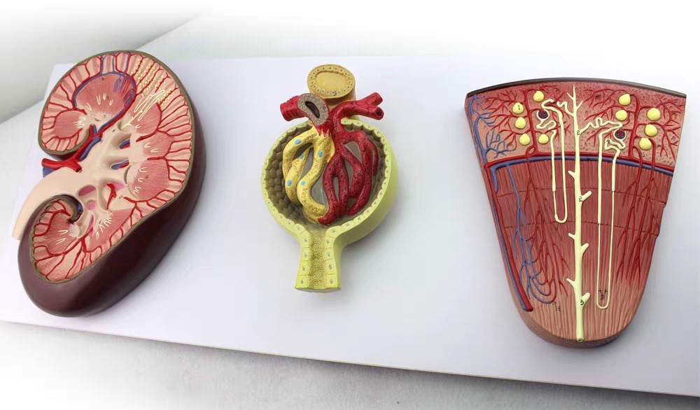 DS-50564 - Kidney Cross-Section, Nephron, Glomerular Model Kidney Cross-Section, Nephron, Glomerular Model