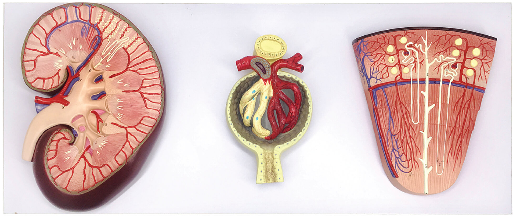 DS-50564 - Kidney Cross-Section, Nephron, Glomerular Model Kidney Cross-Section, Nephron, Glomerular Model