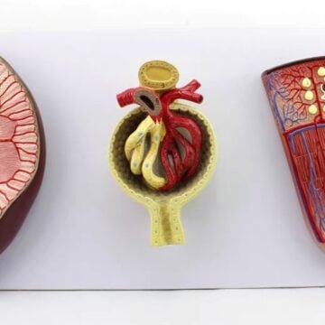 Kidney Cross-Section, Nephron, Glomerular Model