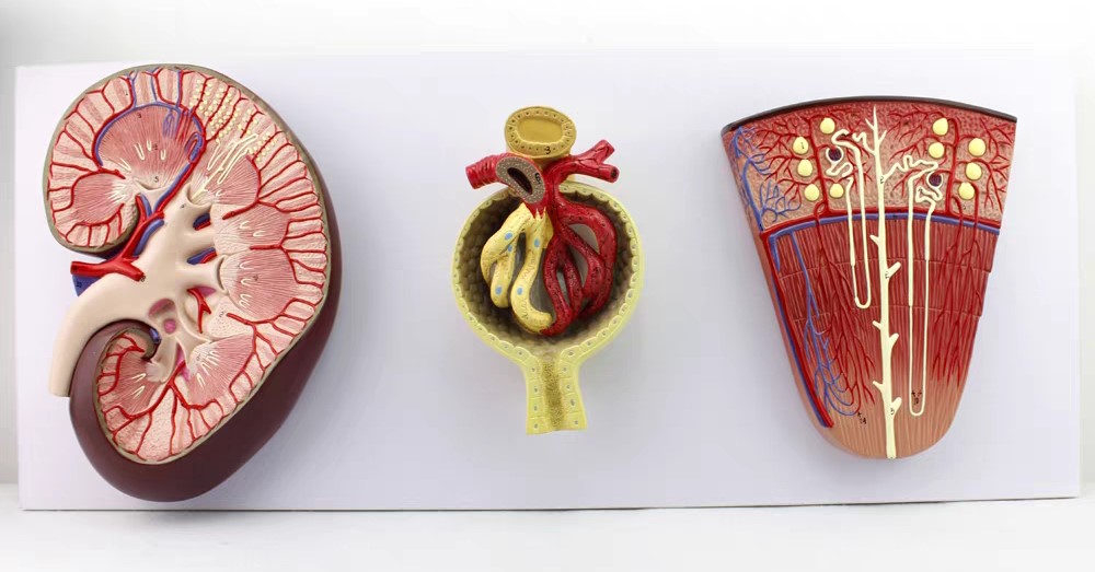 DS-50564 - Kidney Cross-Section, Nephron, Glomerular Model Kidney Cross-Section, Nephron, Glomerular Model