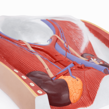 Male and Female Urinary System Model, Life-Size, 6 Parts