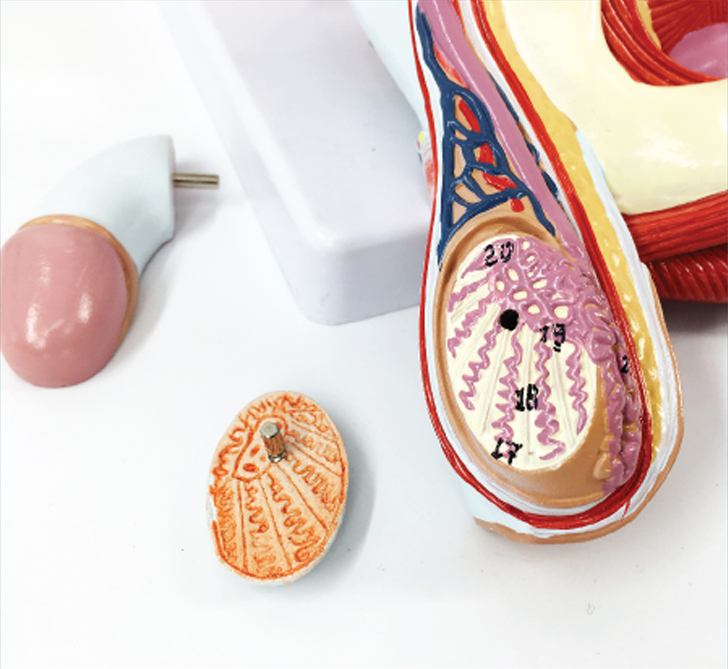 DS-50571 - Male pelvic cavity model, 4 parts Male pelvic cavity model, 4 parts