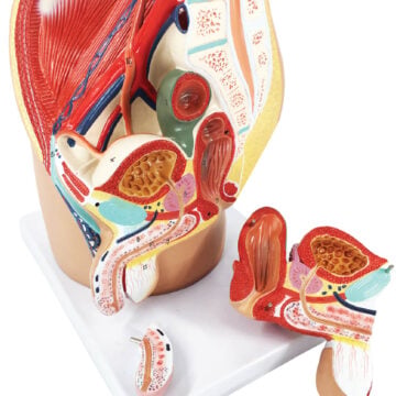 Male pelvic cavity model, 4 parts