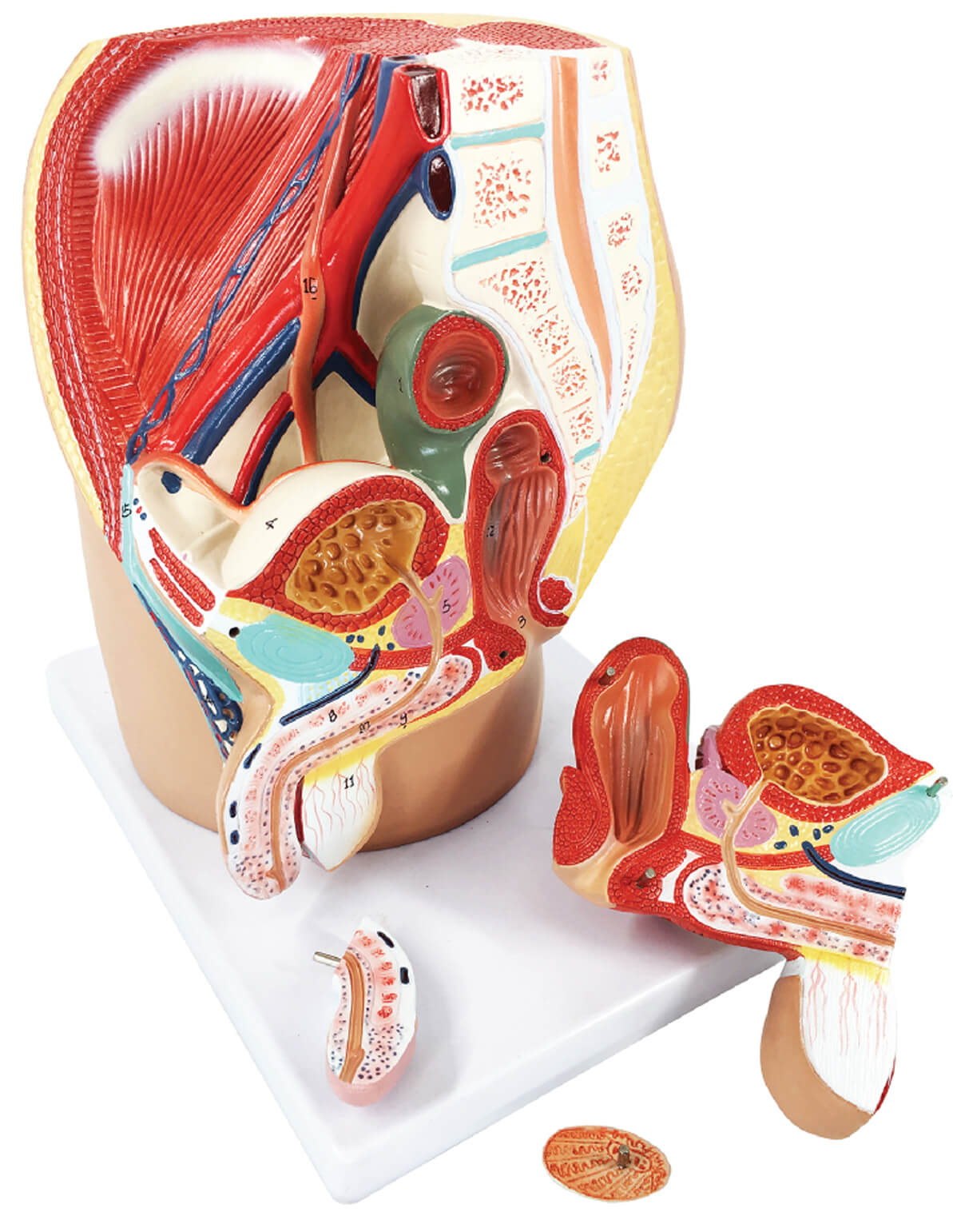 DS-50571 - Male pelvic cavity model, 4 parts Male pelvic cavity model, 4 parts