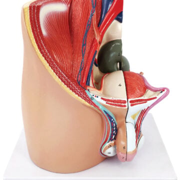 Male pelvic cavity model, 4 parts