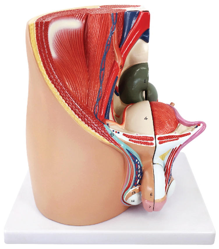 DS-50571 - Male pelvic cavity model, 4 parts Male pelvic cavity model, 4 parts